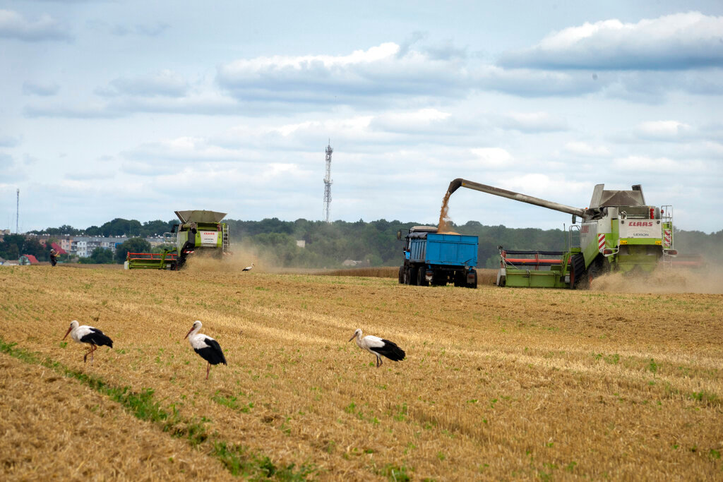 Storks walk in front of harvesters in a wheat field in the village of Zghurivka, Ukraine, Tuesday, Aug. 9, 2022. (AP Photo/Efrem Lukatsky)