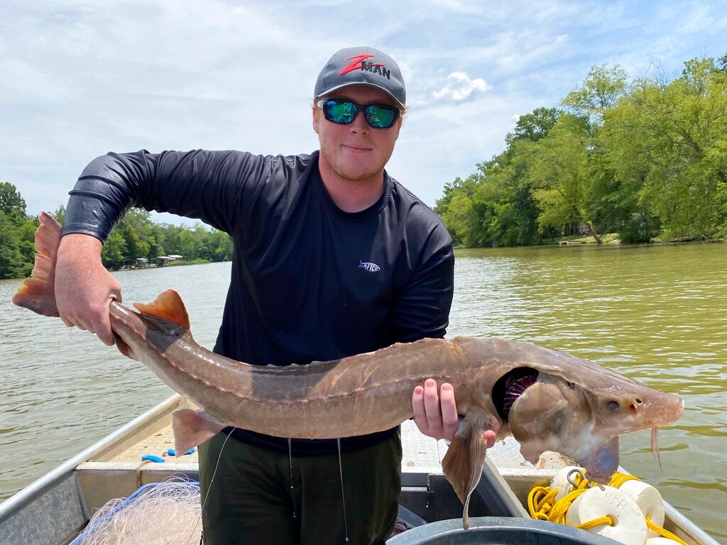 Research technician Hunter Rider of Opelika, Ala., holds a lake sturgeon with its vacuum-hose-like mouth extended on the Coosa River, on July 14, 2022, at Rome, Ga. (Matt Phillips/University of Georgia via AP)