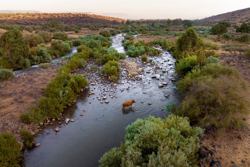 A cow crosses the Jordan River near Kibbutz Karkom in northern Israel on July 30, 2022. Symbolically and spiritually, the Jordan is of mighty significance to many as the place where Jesus was baptized. (AP Photo/Oded Balilty)