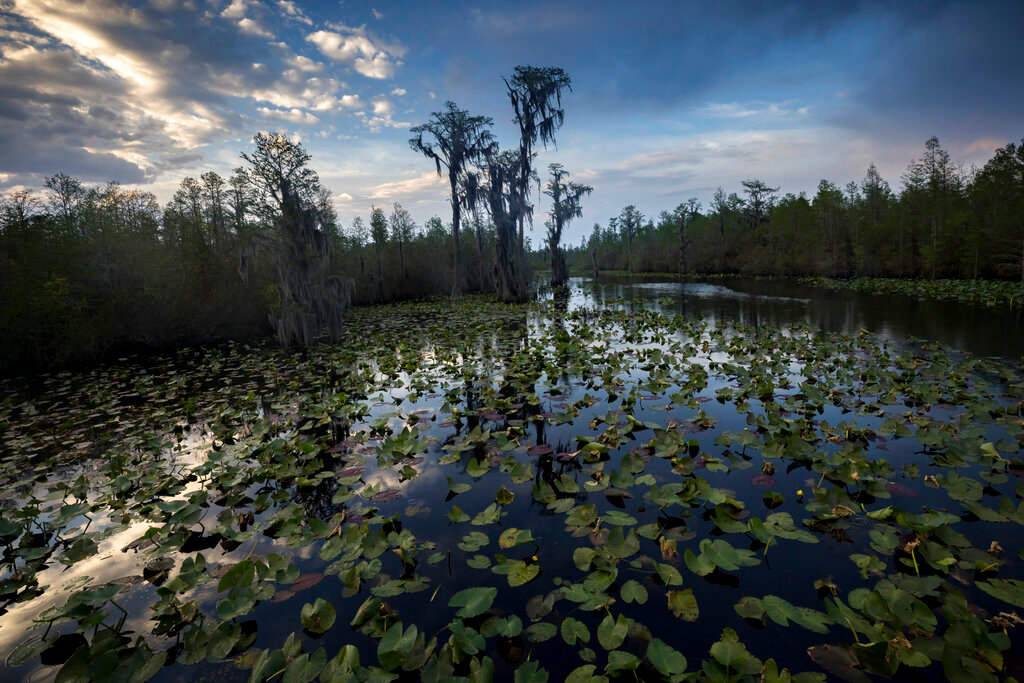 The sun sets over water lilies and cypress trees along the remote Red Trail wilderness water trail of Okefenokee National Wildlife Refuge, April 6, 2022, in Fargo, Ga. (AP Photo/Stephen B. Morton, File)