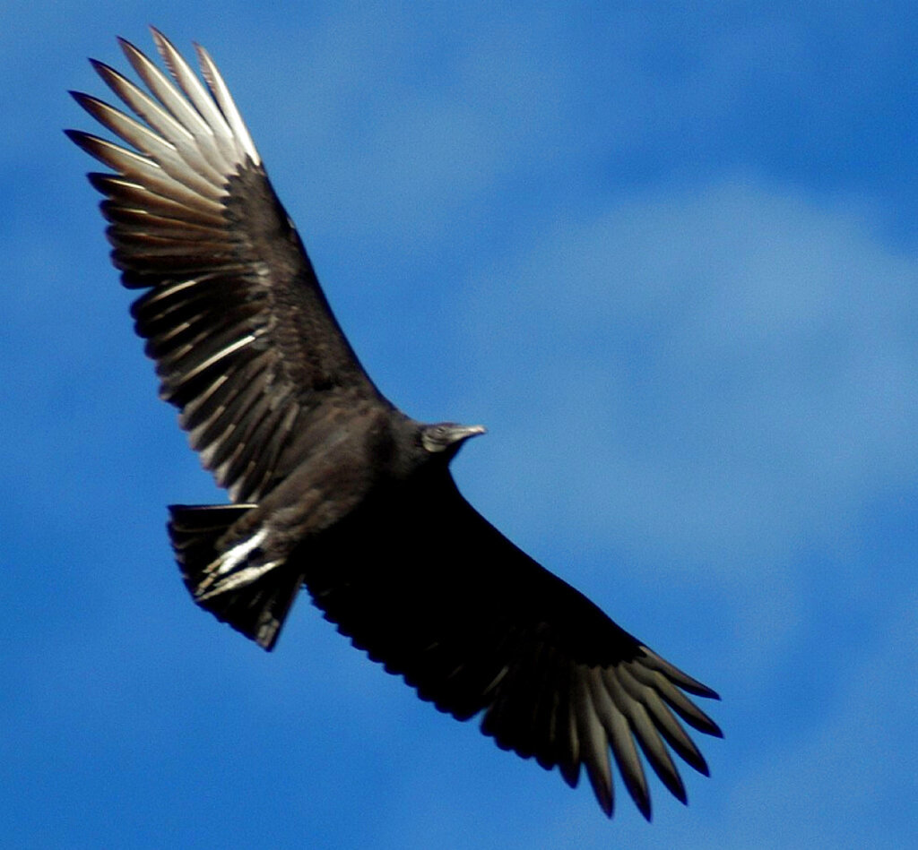 A black buzzard flies off in search of road kill at the Reed Bingham State Park near Adel, Ga., Dec. 12, 2003. (AP Photo, Elliott Minor, File)