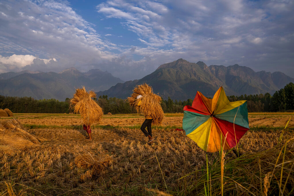 People carry the harvest in a rice field on the outskirts of Srinagar, Indian-controlled Kashmir, Friday, Sept. 16, 2022. (AP Photo/Dar Yasin, File)