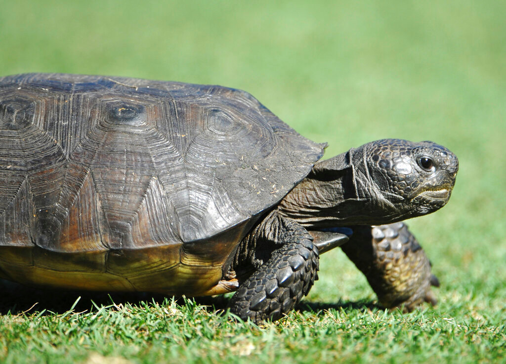 A gopher tortoise ambles along a tee box on Sept. 21, 2014 in Ponte Vedra Beach, Fla. (Will Dickey/The Florida Times-Union via AP)
