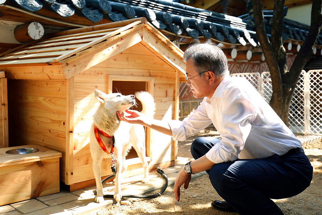 South Korean President Moon Jae-in pets a white Pungsan dog named Gomi from North Korea, in Seoul, South Korea. (South Korea Presidential Blue House via AP, File)