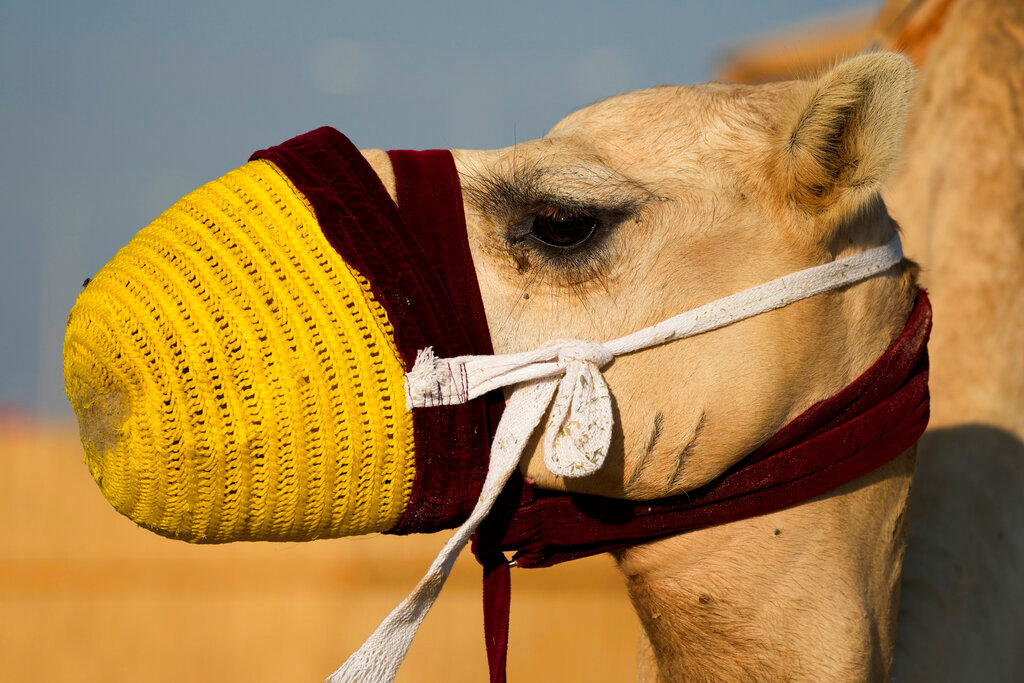 A camel waits for the next group of riders in Mesaieed, Qatar, Nov. 26, 2022. (AP Photo/Ashley Landis)