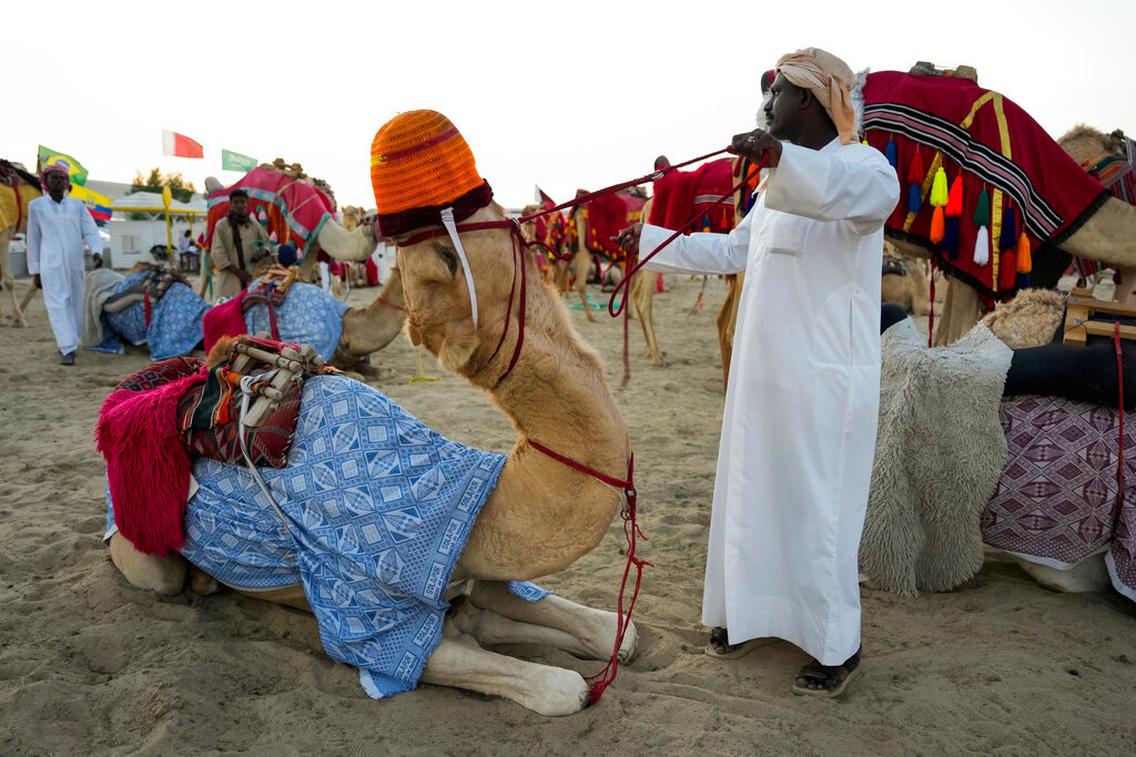 A camel pulls back as a guide tries to prepare it for a tour in Mesaieed, Qatar, Nov. 26, 2022. (AP Photo/Ashley Landis)