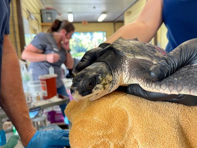A cold-stunned turtle recovers at the Georgia Sea Turtle Center. (Photo/Jekyll Island Authority)