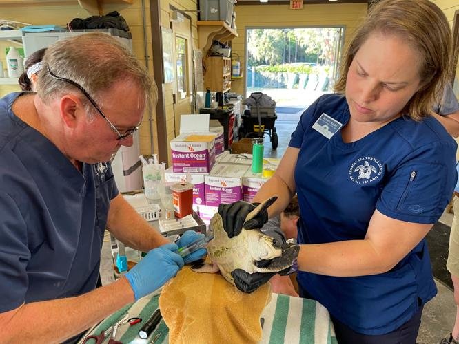 Terry Norton, left, a veterinarian at the Georgia Sea Turtle Center, and Michelle Kaylor, the center's director, examine a cold-stunned turtle at the Georgia Sea Turtle Center. (Photo/Jekyll Island Authority)