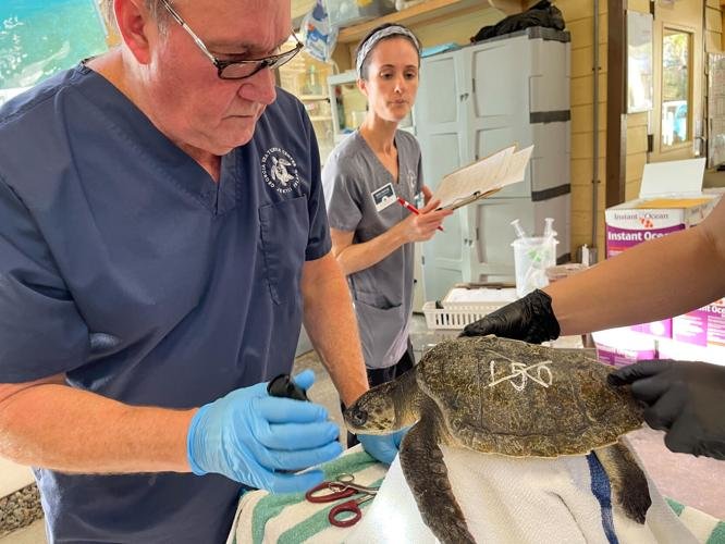 Terry Norton, left, a veterinarian at the Georgia Sea Turtle Center, examines a cold-stunned turtle at the Georgia Sea Turtle Center. (Photo/Jekyll Island Authority)