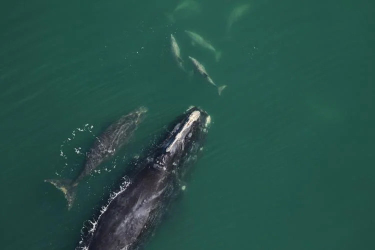 North Atlantic Right Whale No. 1204, nicknamed Spindle, is pictured with her calf to her left and a pod of dolphins swimming ahead of her off of St. Catherine’s Island on Jan. 7. Spindle is 41 years old and this is her 10th calf. (Photo/Clearwater Marine Aquarium Research Institute)