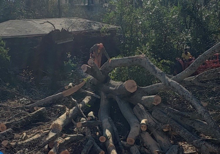79-year-old Charles Raburn saws a giant oak into manageable pieces in Griffin, Ga. Raburn was among volunteers mobilized to help tornado survivors last week.