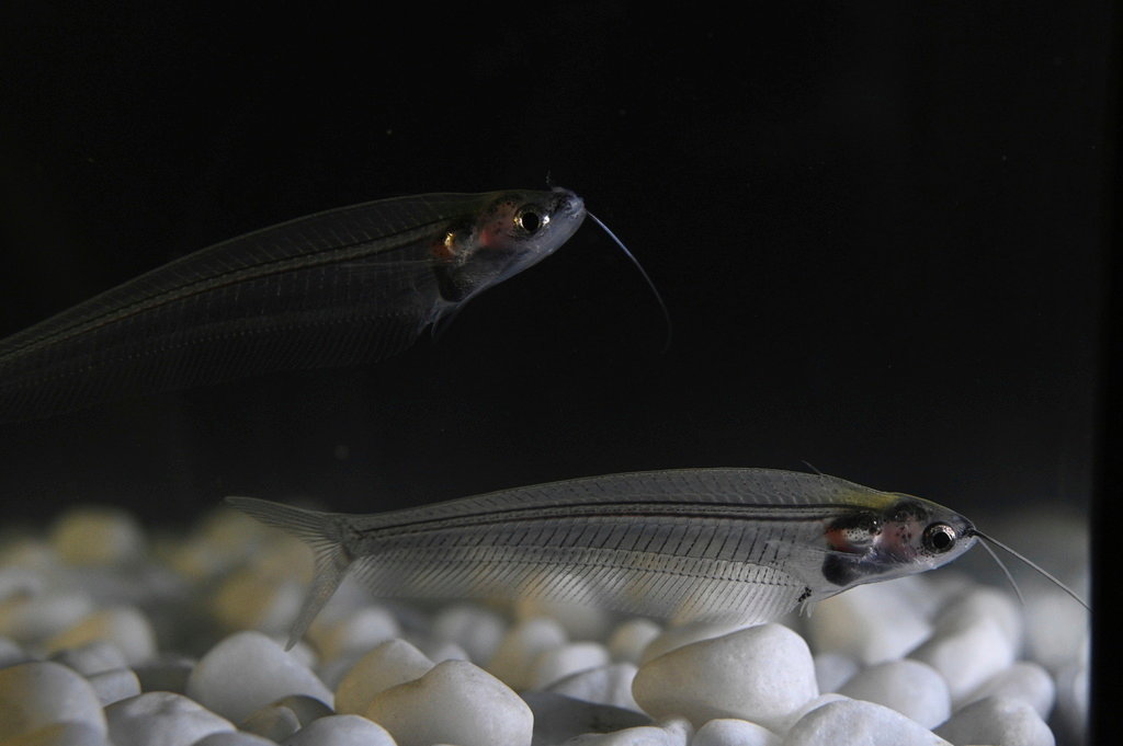 The ghost catfish has a see-through body that flickers with rainbow colors when the light hits it. Now, scientists have cracked the case of how the fish creates its iridescent glow. (Qibin Zhao via AP)