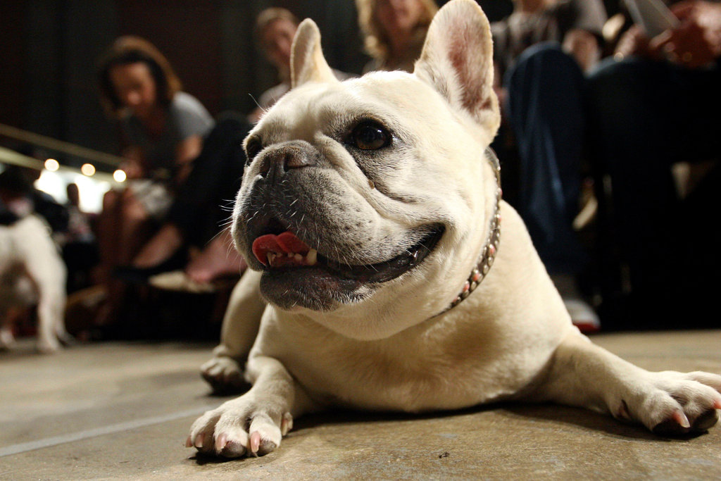 Lola, a French bulldog, lies on the floor prior to the start of a St. Francis Day service at the Cathedral of St. John the Divine, Oct. 7, 2007, in New York. (AP Photo/Tina Fineberg, File)