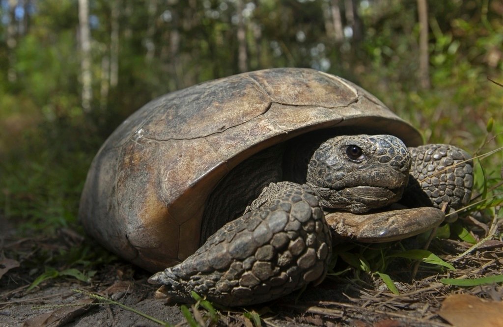 A gopher tortoise at San Felasco Hammock Preserve State Park in Gainesville, Fla. (U.S. Fish & Wildlife Service via AP)