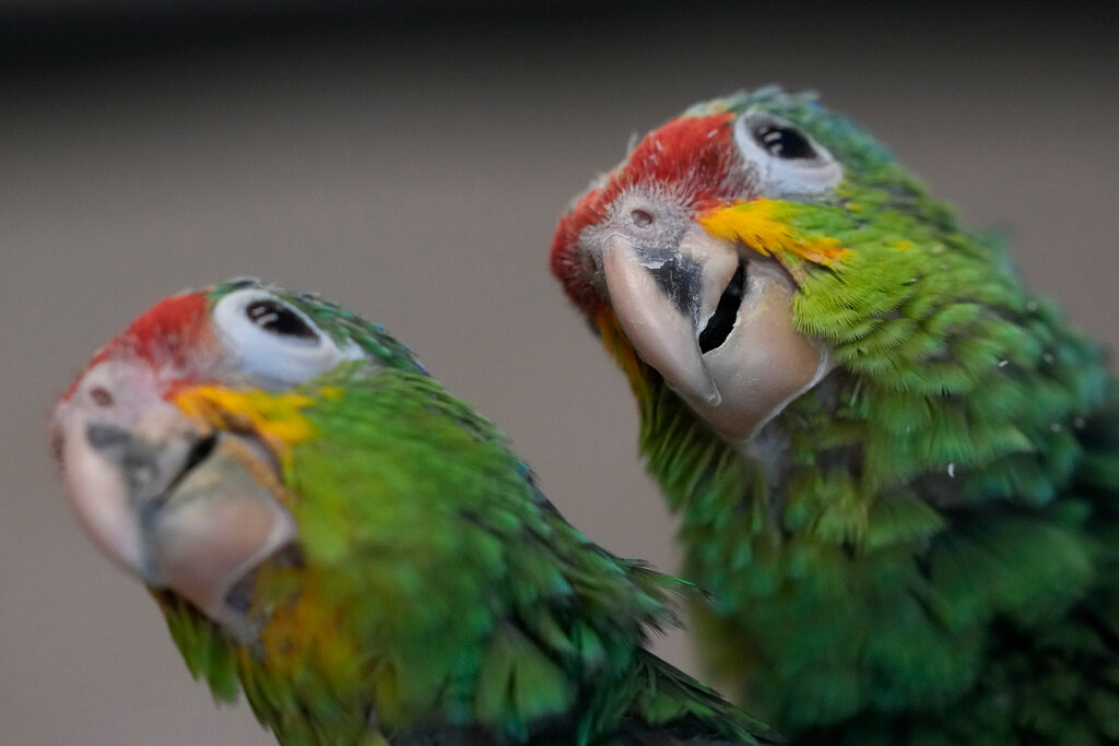 A pair of young red-lored Amazon parrots investigate their environment at the Rare Species Conservatory Foundation in Loxahatchee, Fla., Friday, May 19, 2023. (AP Photo/Rebecca Blackwell)