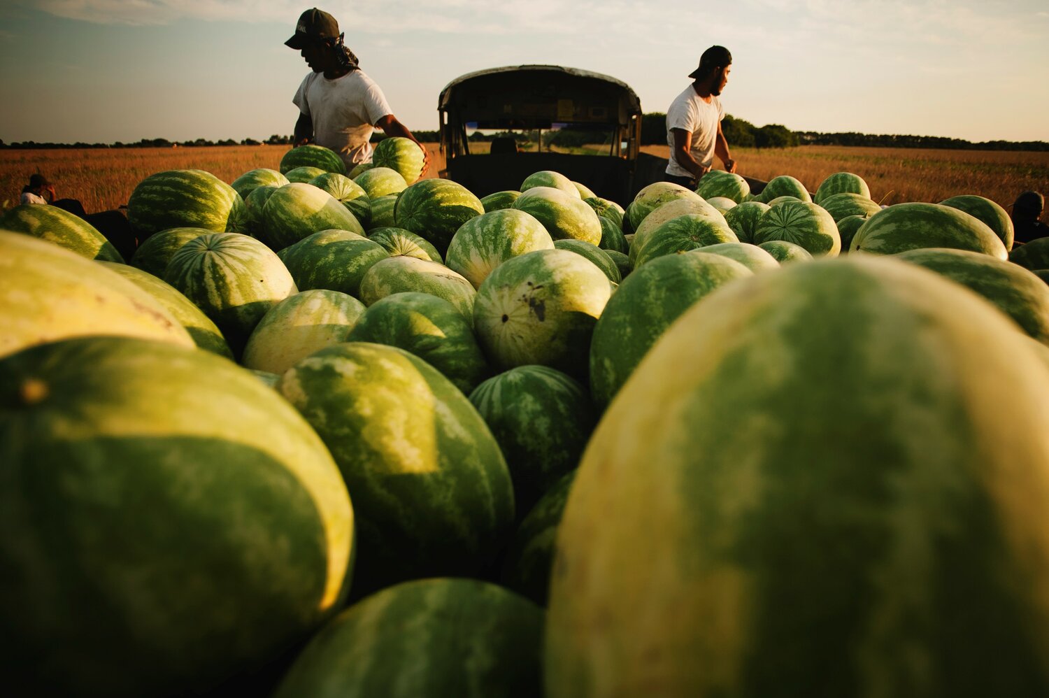 With watermelon harvest underway, migrant workers are finding lots to do. At First Baptist Church in Rochelle, Ga., 30 migrant workers attending an appreciation dinner became followers of Christ. (National Watermelon Association/Philip Pietri)