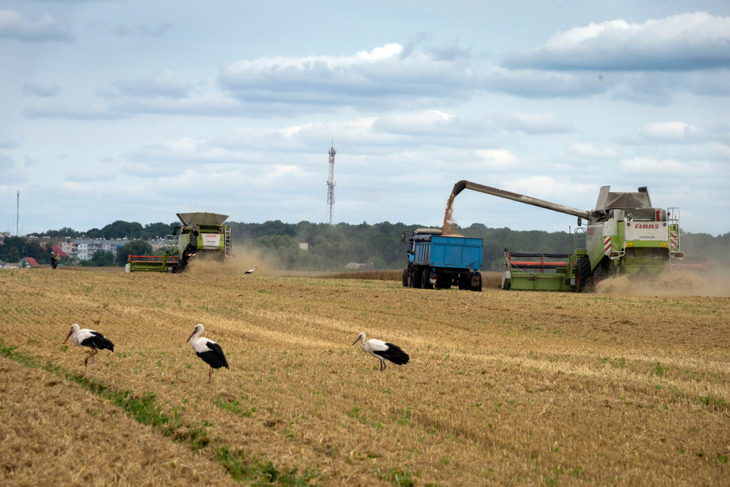 Storks walk in front of harvesters in a wheat field in the village of Zghurivka, Ukraine, on Aug. 9, 2022. (AP Photo/Efrem Lukatsky, File)