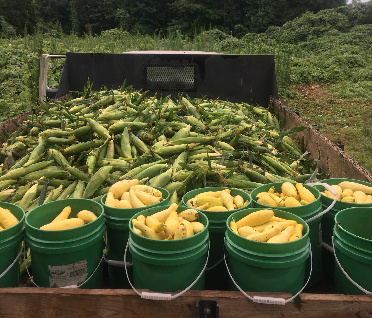 Buckets of squash and a truckload of corn will help feed those who are disadvantaged.