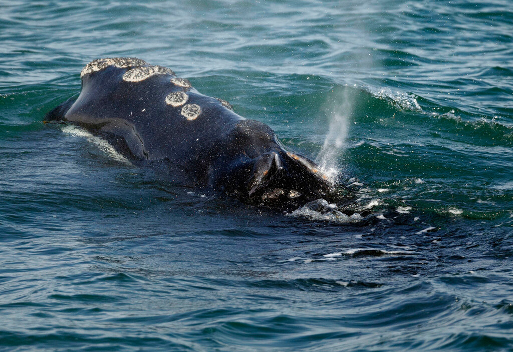 A North Atlantic right whale feeds on the surface of Cape Cod Bay off the coast of Plymouth, Mass., March 28, 2018. (AP Photo/Michael Dwyer, File)