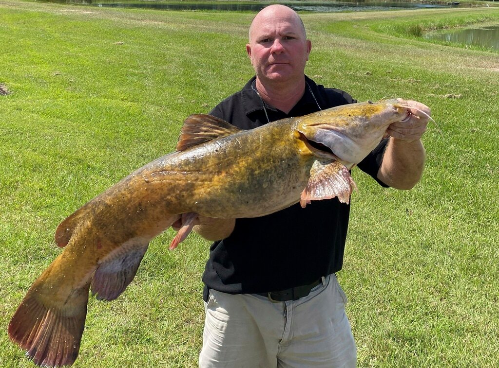 Joel Fleming holds a flathead catfish on Monday, Sept. 25, 2023, at the department fisheries regional office in Richmond Hill, Ga. (Georgia Department of Natural Resources via AP)