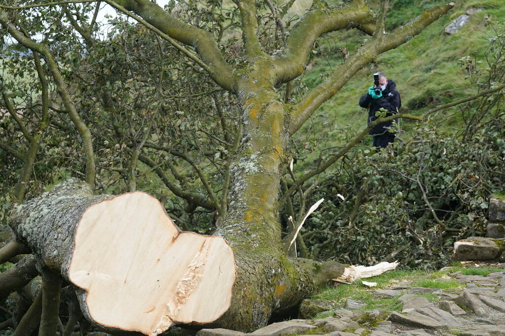 A forensic investigator from Northumbria Police photographs the felled Sycamore Gap tree in Northumberland, England, Friday Sept. 29, 2023. (Owen Humphreys/PA via AP)