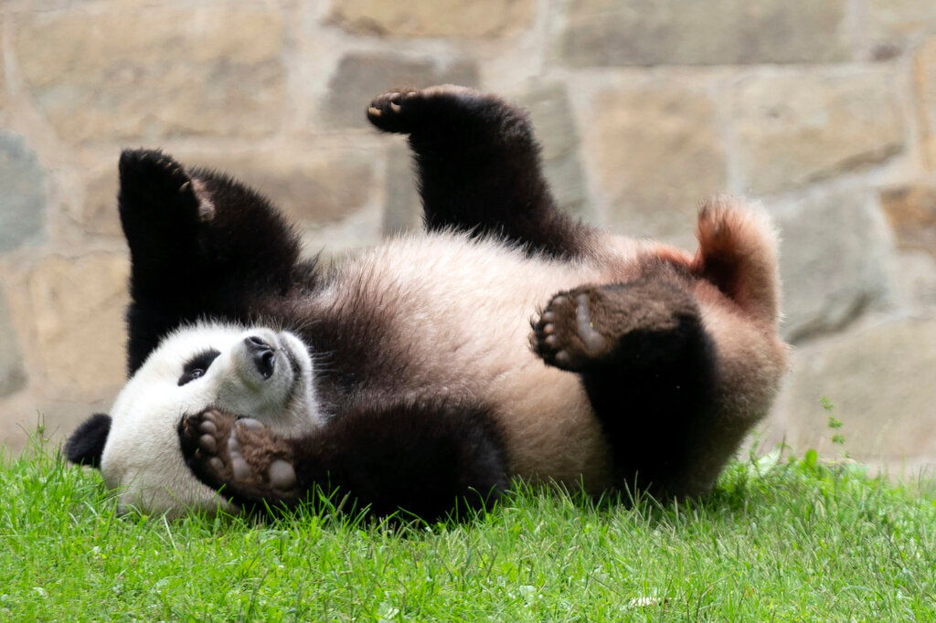 Giant panda Xiao Qi Ji plays at his enclosure at the Smithsonian National Zoo in Washington, Sept. 28, 2023. (AP Photo/Jose Luis Magana, File)