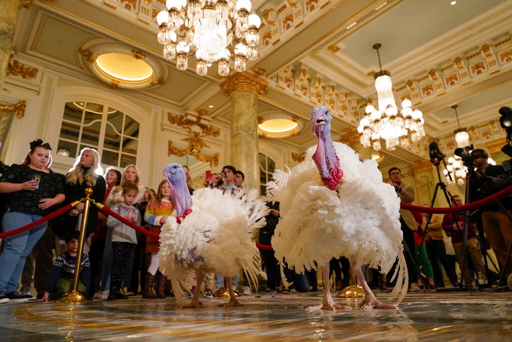 Two turkeys, named Liberty and Bell, who will attend the annual presidential pardon at the White House ahead of Thanksgiving, attend a news conference Sunday Nov. 19, 2023, at the Willard InterContinental Hotel in Washington. (AP Photo/Jacquelyn Martin)