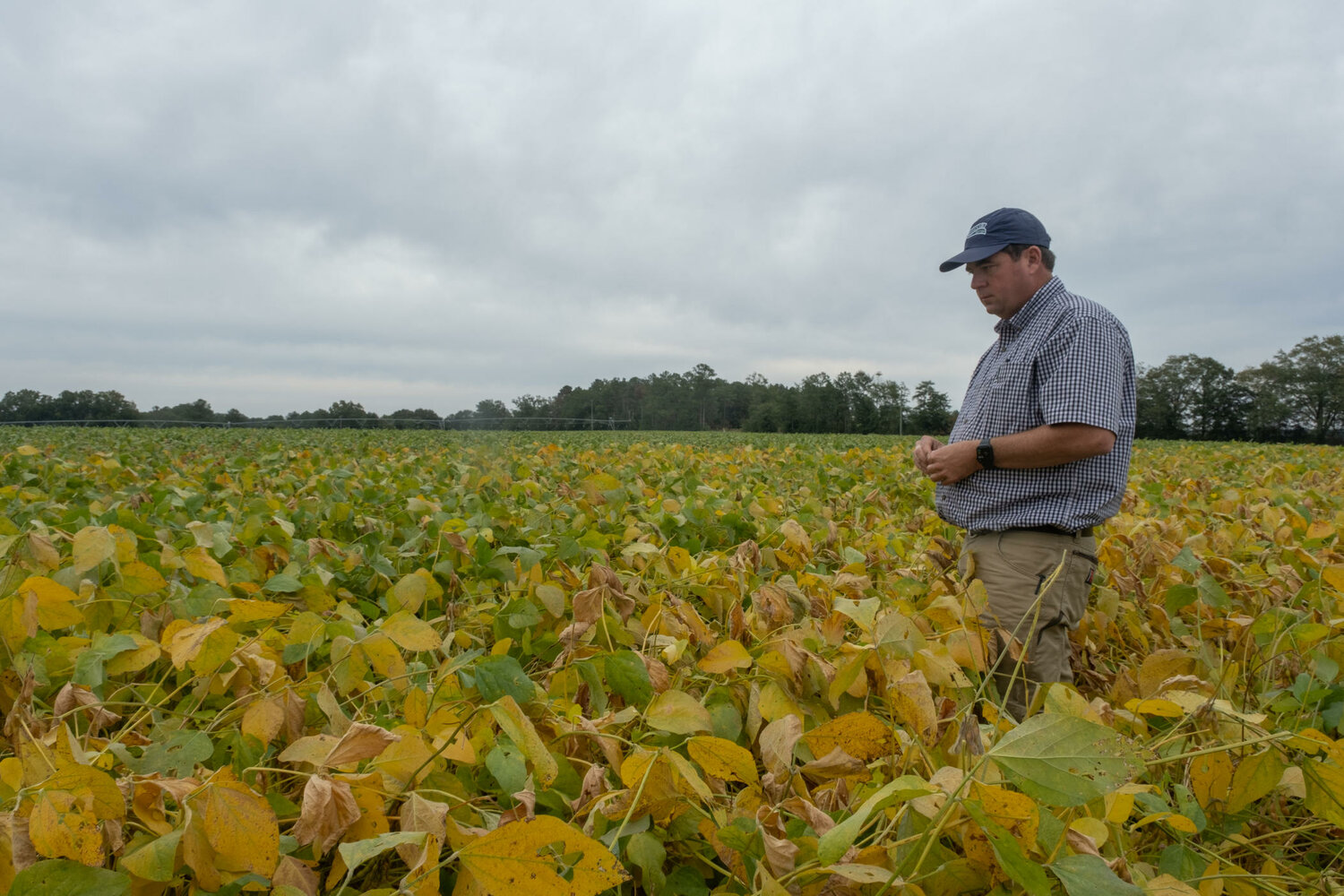 Farmer Neil Lee stands in a soybean field on his family farm in Dawson, Ga., where the family also grows peanuts and cotton. White-tailed deer are eating through Lee's crops, causing damages in the six-figure range. (Photo/Georgia Public Broadcasting)