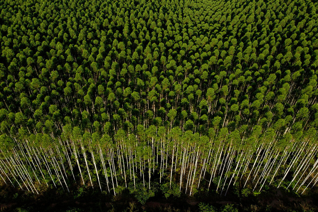 An area planted with eucalyptus trees, not native to the Amazon, stands next to native forest areas on farms in the rural region of the Paragominas municipality, in Para state, Brazil, Wedesday, May 31, 2023. (AP Photo/Eraldo Peres)