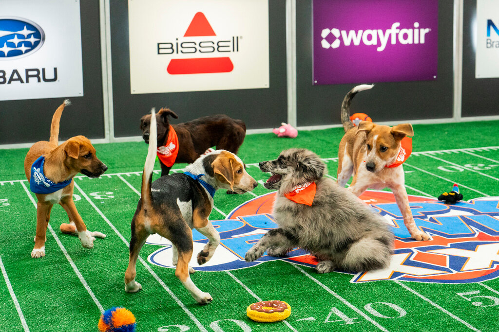 Participants play in the annual “Puppy Bowl” airing  which will be simulcast Sunday, Feb. 11, across Animal Planet, Discovery, TBS, truTV, Max and discovery+. (Animal Planet via AP)