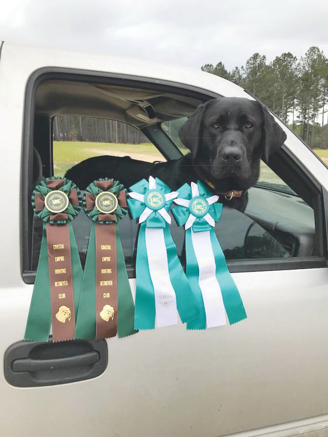 Maximus Aurelis &ldquo;Max&rdquo; Davis shows off his four ribbons after earning his first hunting test title with four perfect scores in two days of action in Hilliard and in Twin Lakes, Ga.