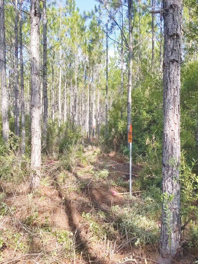 One of North Florida Land Trust&rsquo;s properties that will utilize the new equipment purchased following a donation from Delores Barr Weaver Legacy Fund is this 400-acre plot adjacent to the Clay County Regional Park near Camp Blanding.