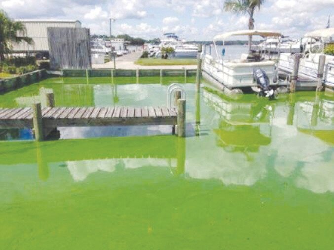 Health Department: Harmful blue-green algal toxins found in Doctors ...