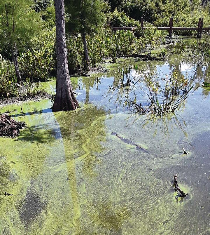 Health officials found a similar blue-green algae bloom at Doctors Lake in July of last year.