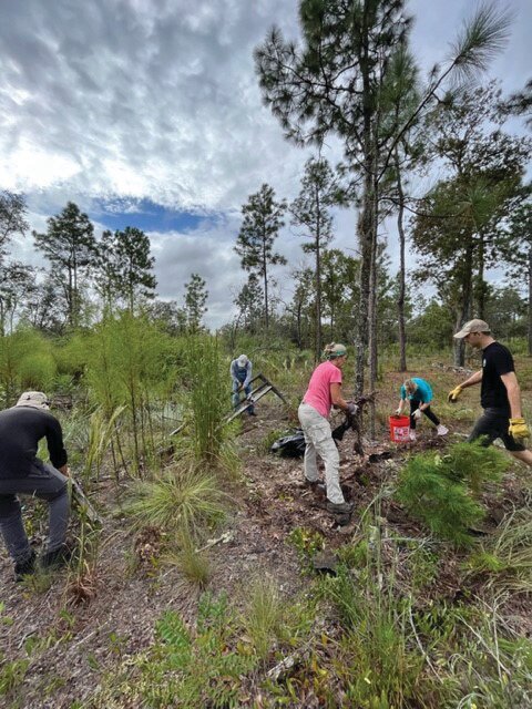 A two-mile trail was carved through the Smith Lake Preserve, and it will be opened on Dec. 1. Volunteers, like those who cleared brush at Little Rain Lake Preserve in Keystone Heights, helped carve a path through the protected natural area.