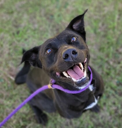 You can foster or adopt a dog like Bingo, pictured above