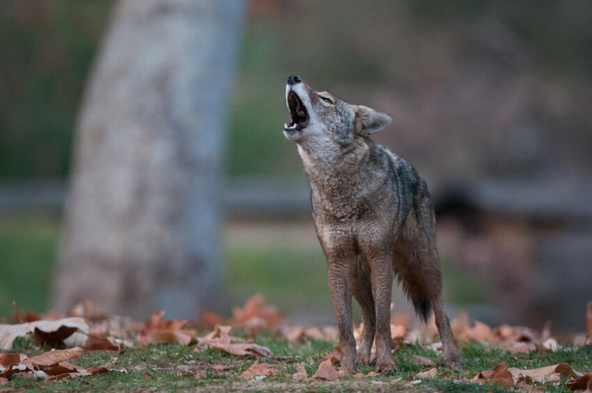 A coyote's plangent howl can be heard for miles.