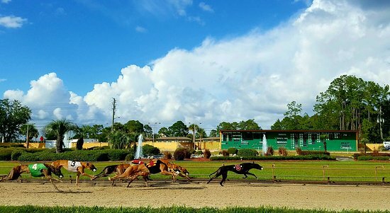 Greyhounds racing at bestbet in Orange Park. The dog track had its final greyhound race on Dec. 5, 2020.