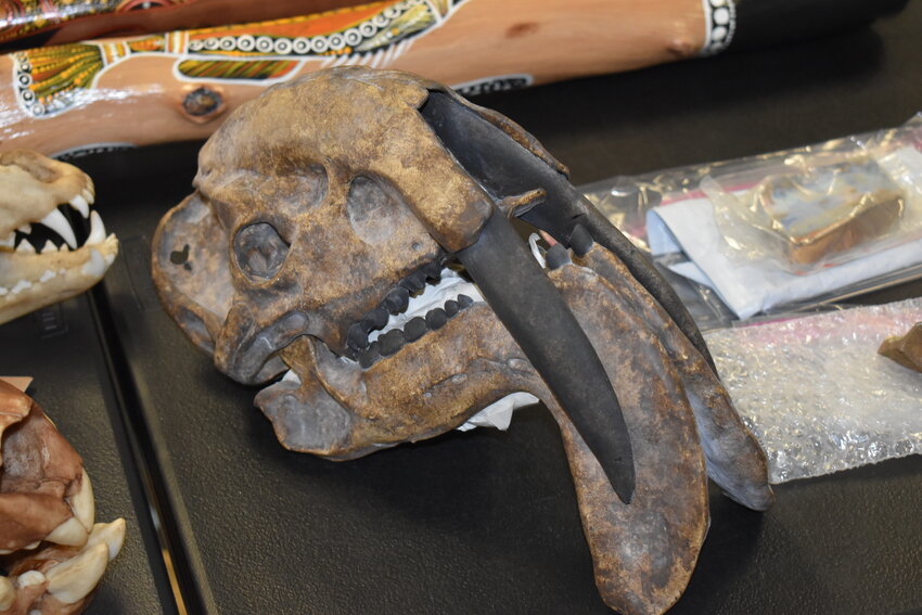 This fossil is of an animal's head with fangs.