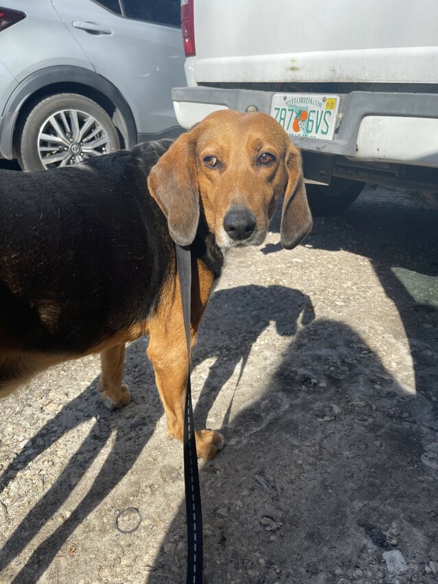 The dog's chip said he's from Orange Park.