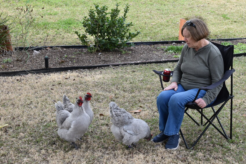 Judy Underwood said her three Lavender Orpington chickens are like family members. Each chicken produces an egg a day, and she said the key is to make sure they are kept safe, fed and live in clean conditions.