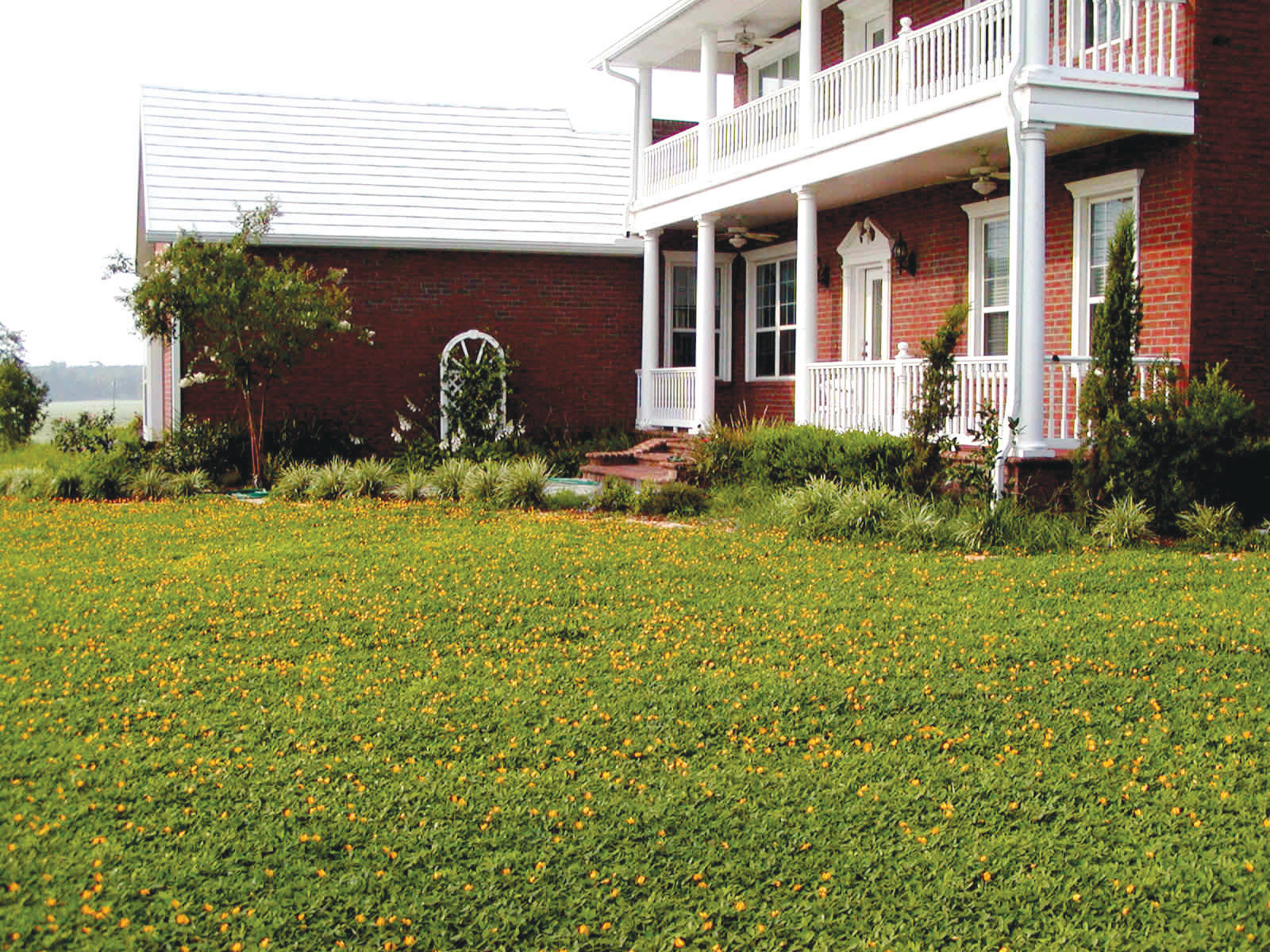 cutting-your-lawn-with-alternatives-to-turf-clay-today