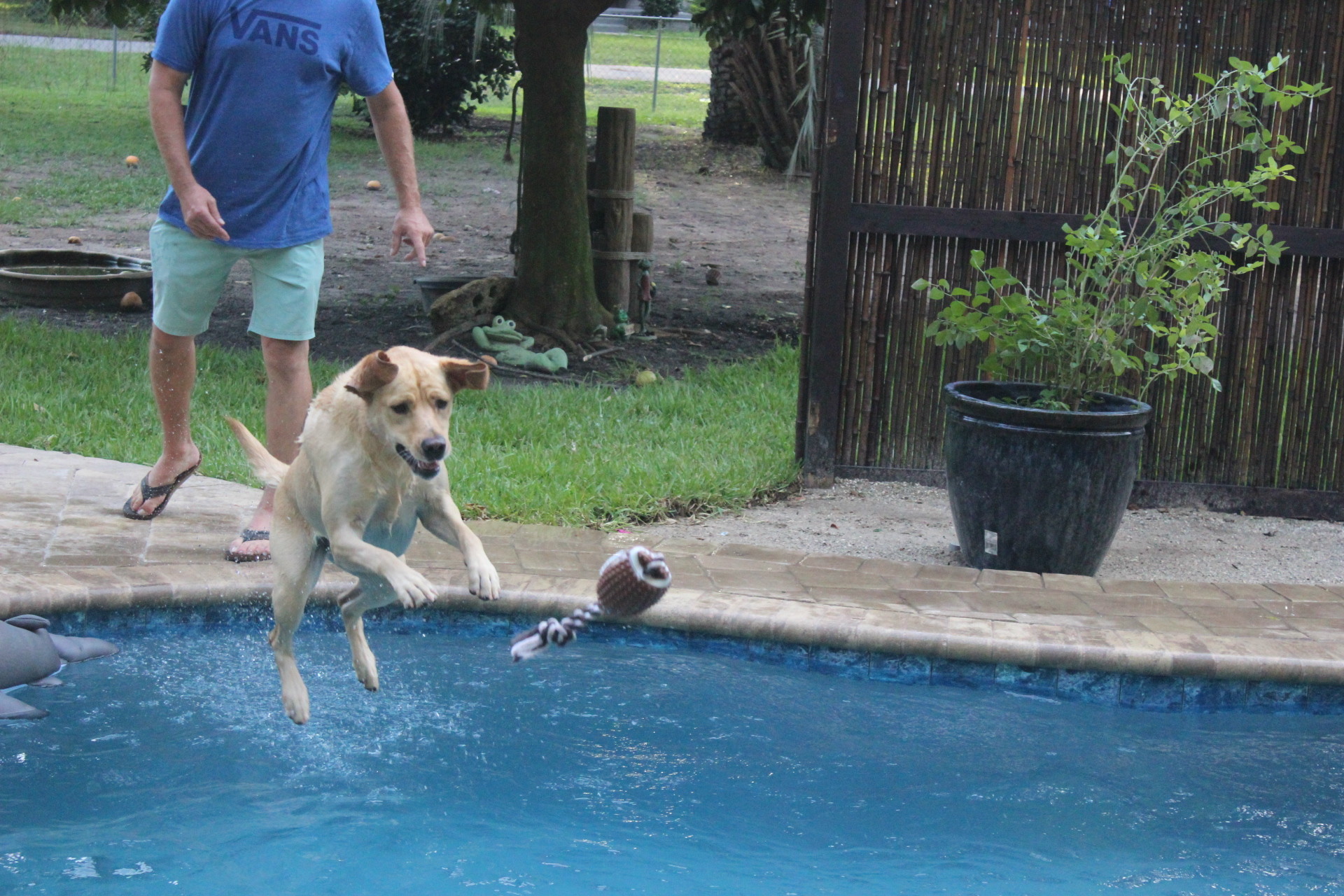 Cleo, a therapy dog, leaps after a toy thrown into Denise and Mark Umphress’ pool.