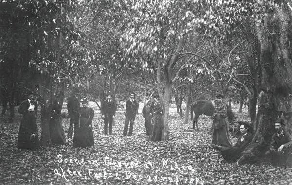 Frozen citrus grove, Clay County, 1894.