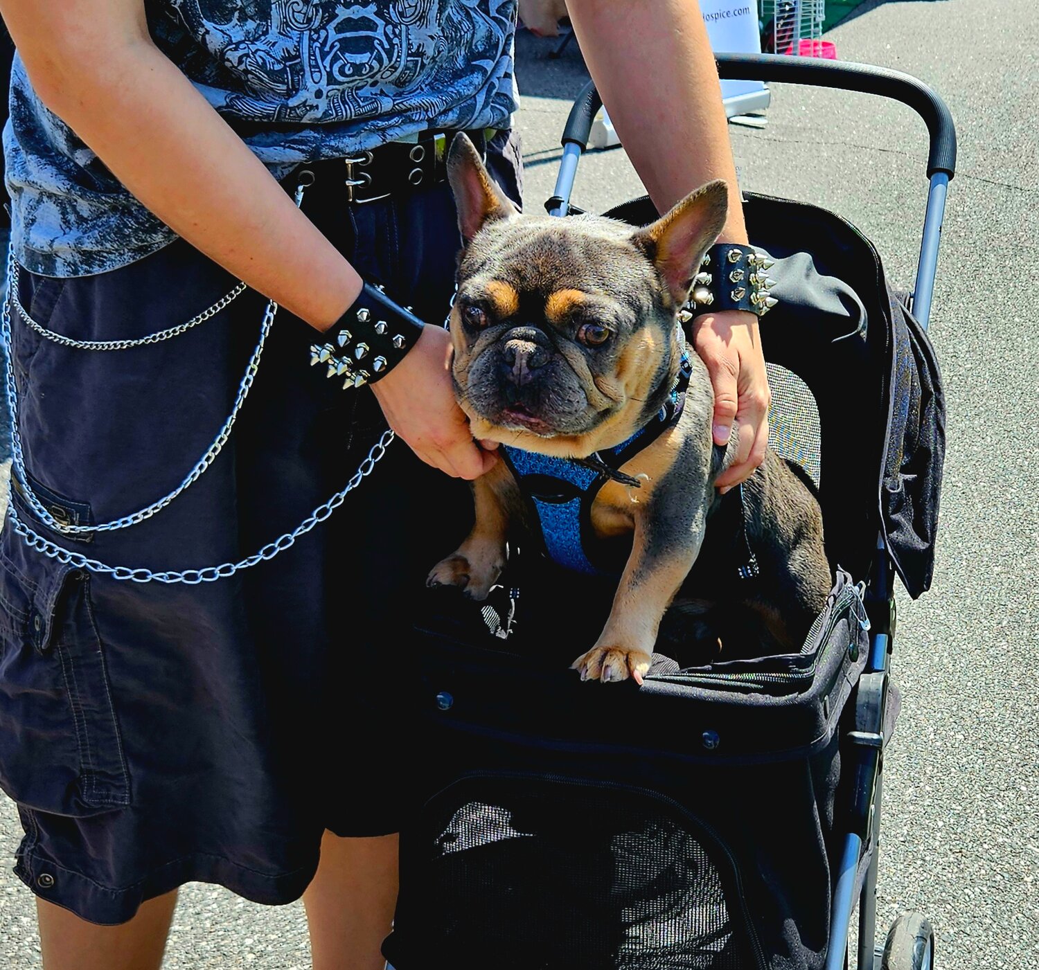Barking space: Dog-day afternoon at fairgrounds