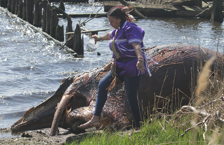 Sonia "Ascawawa" Thomas-Silva of the Narragansett Tribe pours cedar water, a ceremonial purification, onto the beached minke whale that washed up at Bold Point over the weekend.
