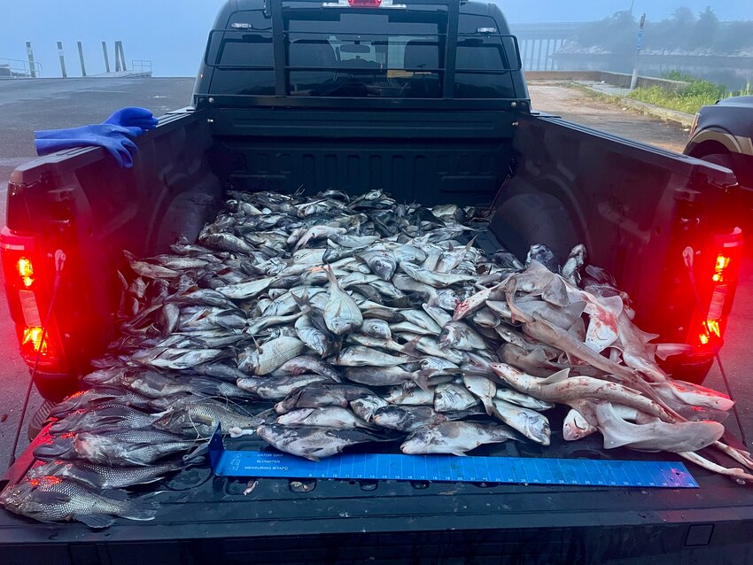 A photo taken following Wednesday night’s incident shows hundreds of pounds of illegal fish poured from five coolers seized by environmental police.