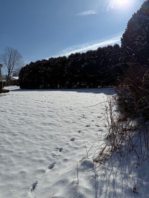 Mango’s tracks in the vicinity of Jacob’s Point, Warren, the day before he returned home.