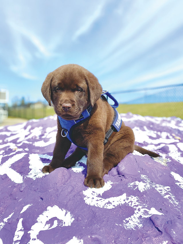 Brody, now 10 weeks old, sits atop one of the painted rocks at Mt. Hope High School, where he will be frequently be reporting for duty as a comfort/therapy (once schools reopen to students).