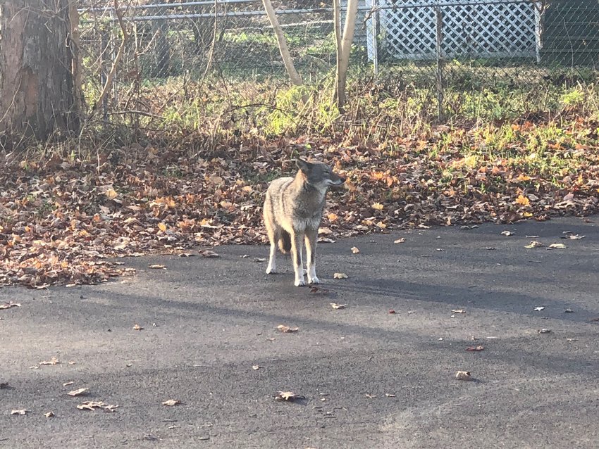 This coyote was spotted in the Bay Spring neighborhood recently. The RIDEM website states that seeing a coyote should not be cause for alarm.